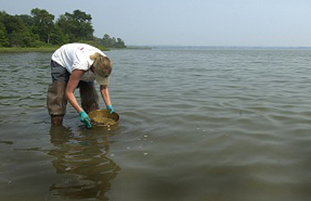 After the Chalk Point oil spill in Maryland in 2000, a NOAA scientist samples sediment to determine the impact on bottom-dwelling creatures.